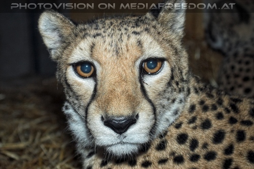 Gepard am Abend 2
