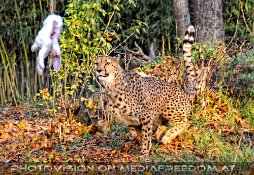 Gepard auf Beutejagd