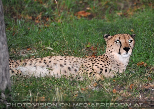 Wildlife and Nightlife - Pix 012