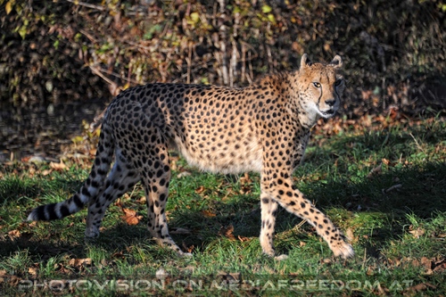 Gepard flaniert
