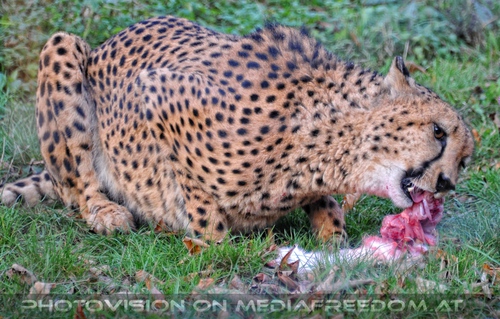 Gepard frisst Beute