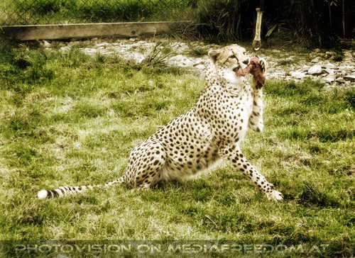 Gepard - Futter gefangen