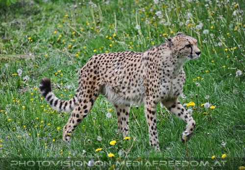 Walk this way: Gepard
