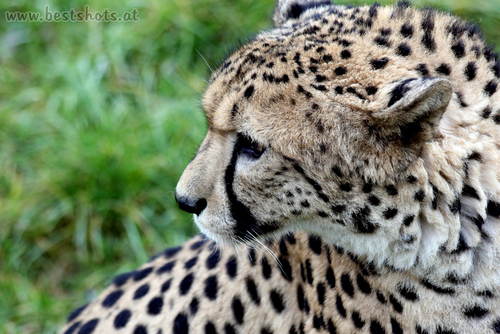 Gepard