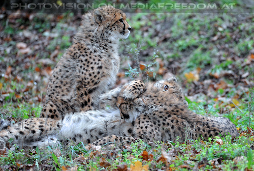 Geparde 13