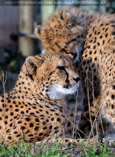 Geparde 26