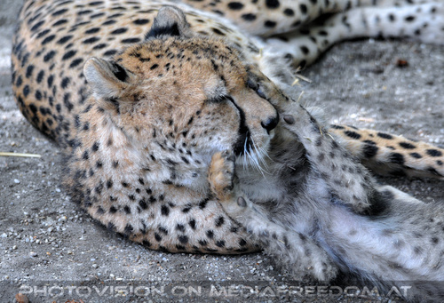 Geparden Familie 03