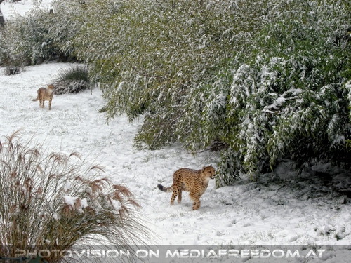 Geparden F�tterung 01