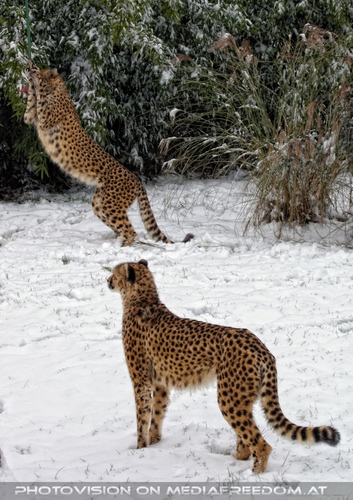 Geparden F�tterung 03
