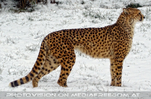 Geparden F�tterung 07