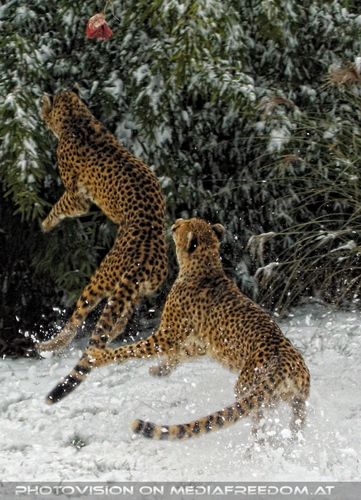 Geparden F�tterung 08