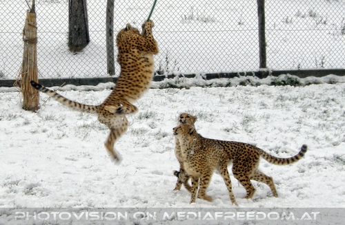 Geparden F�tterung 11