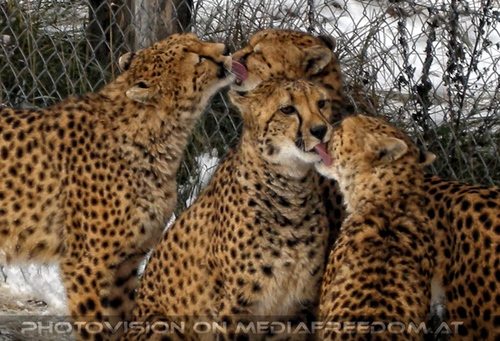 Geparden F�tterung 12