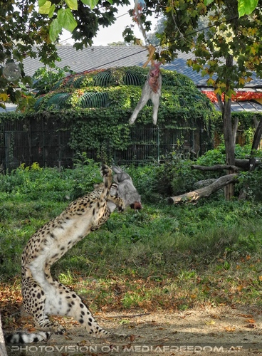 Geparden F�tterung - Am Ziel