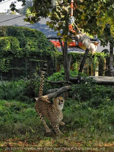 Geparden F�tterung - Im Visir