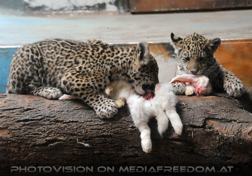 Jaguar Babys futtern