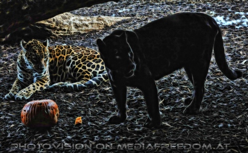 Jaguar und Panther Vision