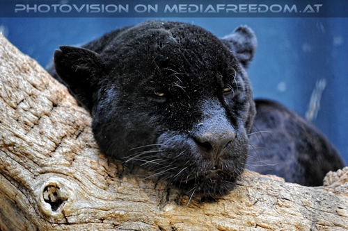 Raubkatzenf�tterung 13: Jaguar