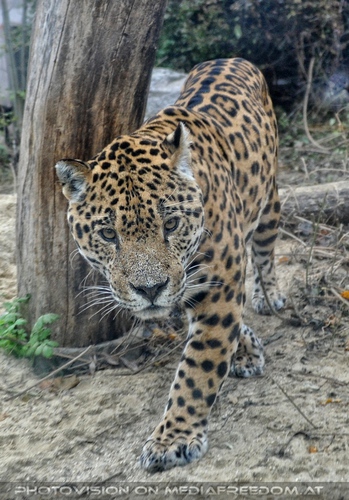 Jaguar