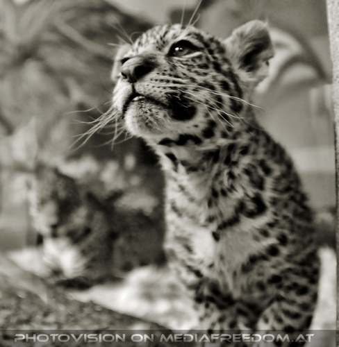 Jaguarbaby neugierig