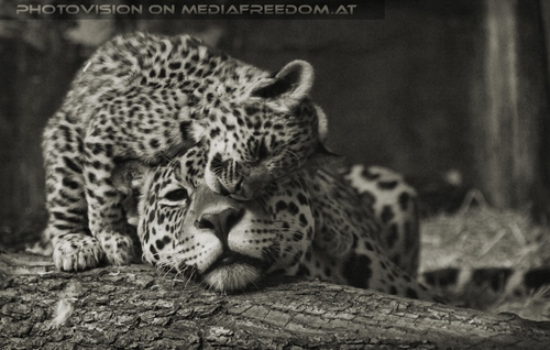 Jaguarbaby schmust mit Mama