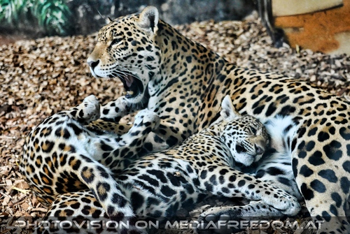 Mama m�de mit 2 Babys: Jaguare