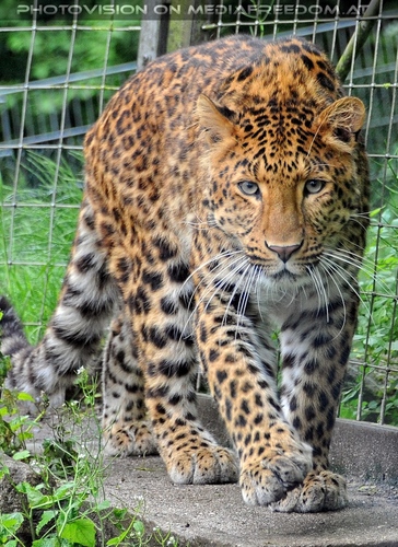 Leopard 2