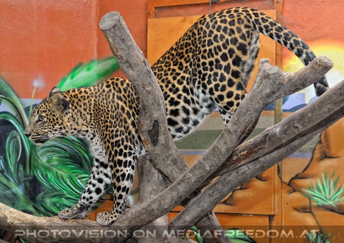 Leopard im Kletterbaum