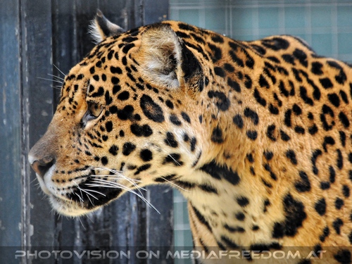 Raubkatzenf�tterung 09