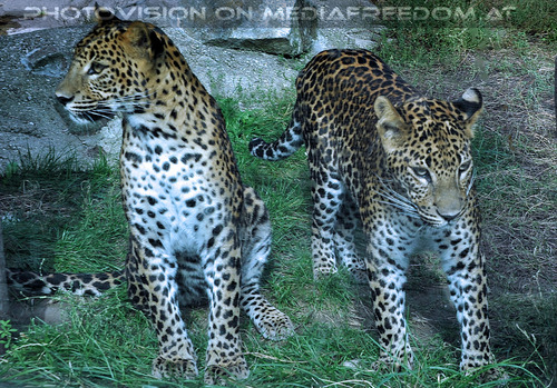 Leoparden 01