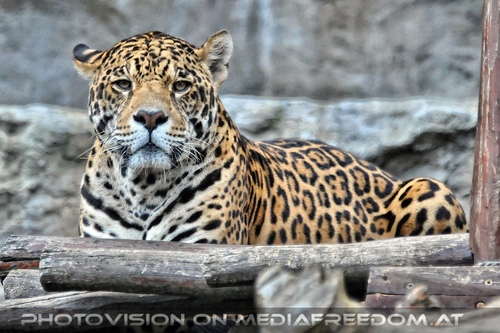 Leoparden 03