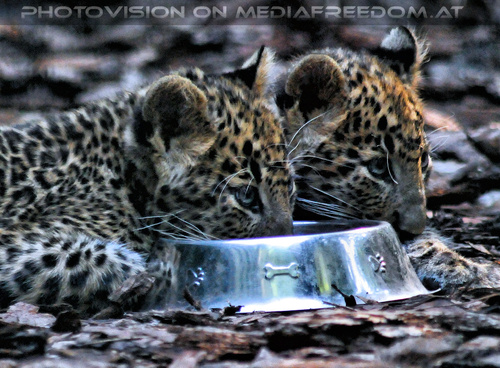 Leoparden Babys 07