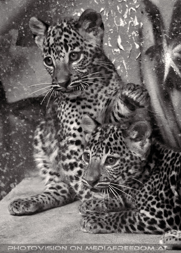Leoparden Babys 11