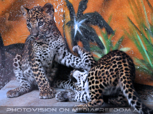 Leoparden Babys 12