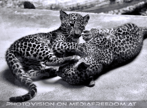 Leoparden Babys 22