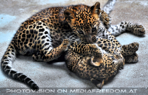 Leoparden Babys 23
