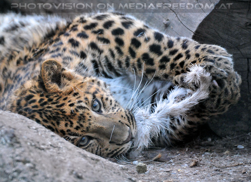 Leoparden Spiele 04