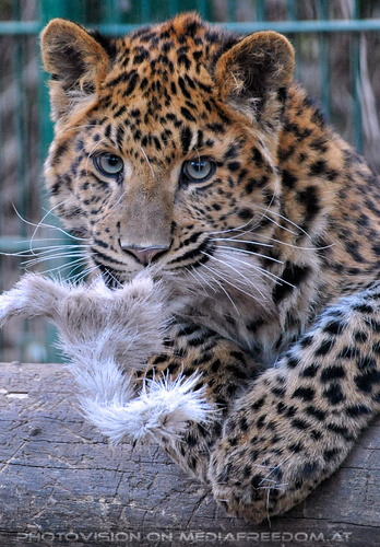 Leoparden Spiele 10
