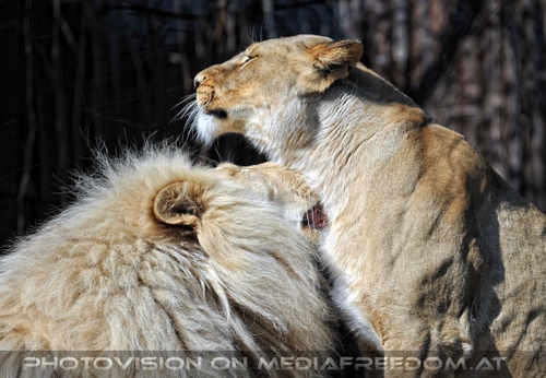 Lion Love 10