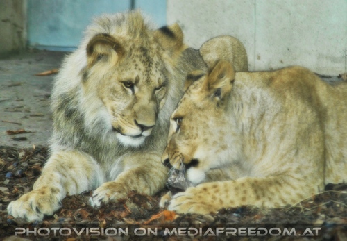 L�wen Geschwister