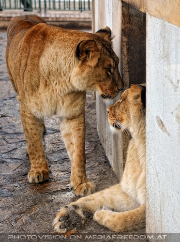 L�wen Portait 07