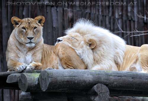 L�wenpaar 01