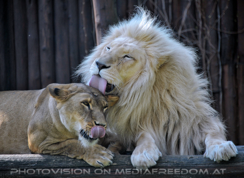 L�wenpaar 04