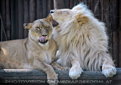 L�wenpaar 07