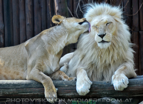 L�wenpaar 08