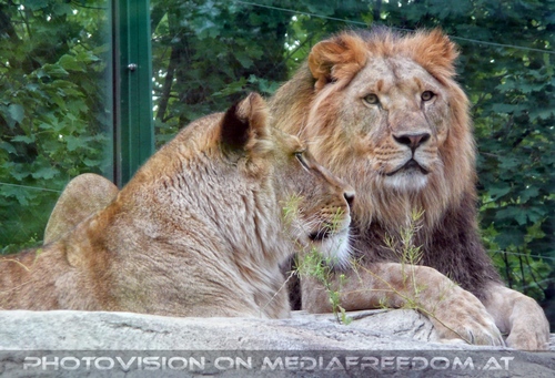 L�wenpaar 3