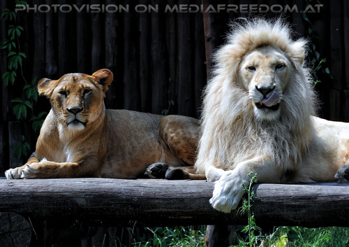 L�wenpaar 4