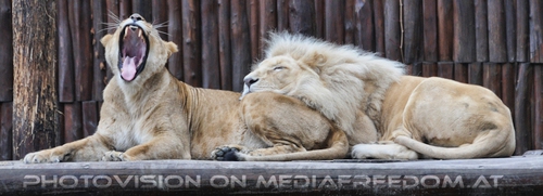 Ich bin m���de: L�wenpaar