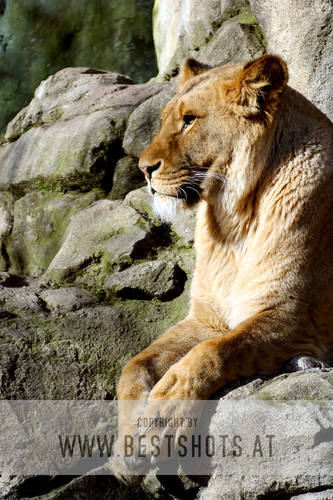 L�win beim Sonne tanken