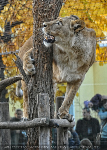 L�win mit ihrem Baum